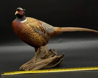 Taxidermy Pheasant
