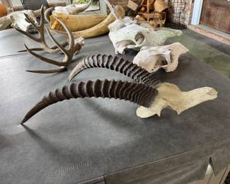 #180 - $250 - Antilope horns