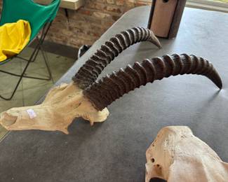 #180 - $250 - Antilope horns