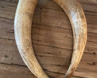#47 -$150 Horn of Ankole-Watusi 26"H x 6 1/2 bull horn
