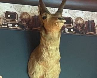#80 -$250 Antelope taxidermy head

