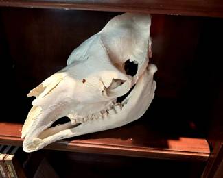 #86 - $75 Camel skull 