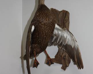 Taxidermy mounted duck