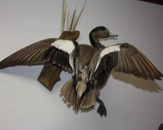 Taxidermyduck