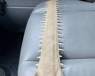 Antique Sawfish specimen