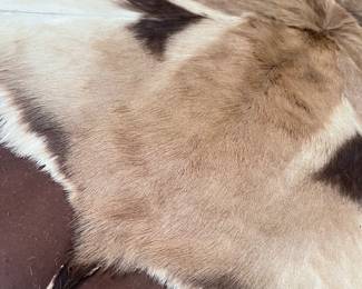 She's stunning and all animal pieces have legal paperwork 