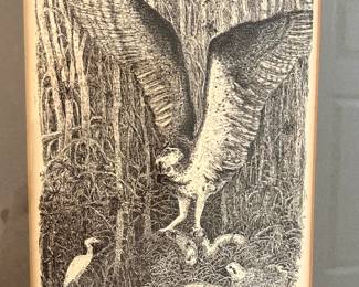 Endangered Mangroves  & Ospreys 