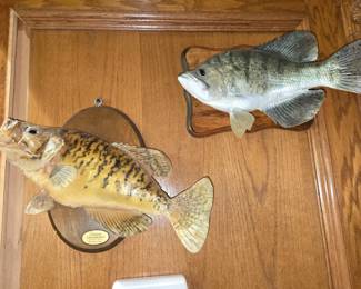 Fish Mounts