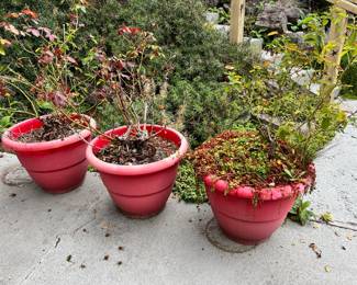 Assortment of Potted Plants