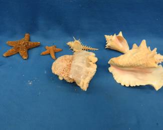 Lot 110. Coral, starfish, and shells