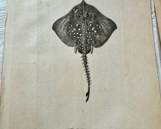 Antique illustration