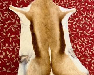 Springbok Pelt 