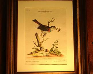 Antique 1748 engraving by George Edwards