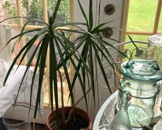 One of several live plants