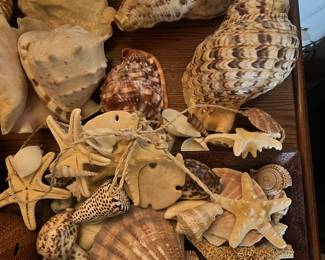 Sea Shells from all over