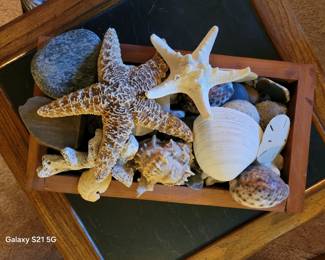 SEASHELLS AND FOSSILS