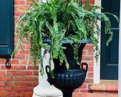 Gorgeous pair of cast iron planters