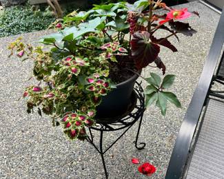 Potted Begonia and Coleus Mix 