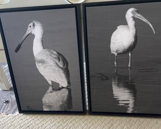 B&W Florida bird canvas pictures 