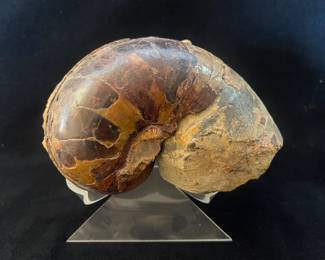 Jumbo Ammonite