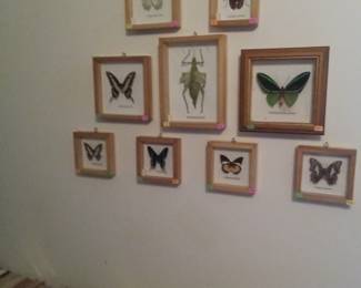 Assorted insect displays. All real and preserved. Cool set.