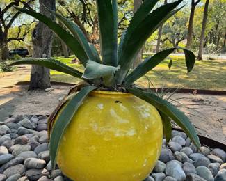 Very Large Potted plant 