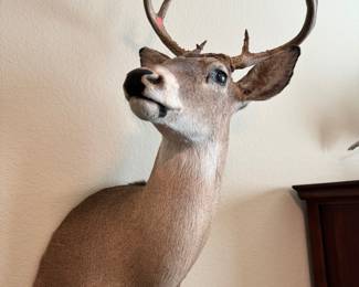 Taxidermy Deer