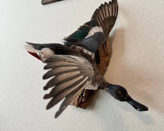Taxidermy Duck