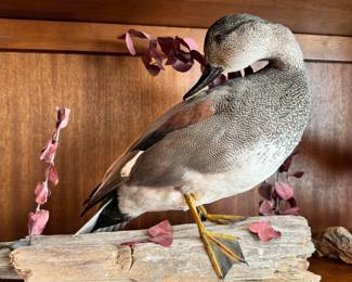 Taxidermy Duck