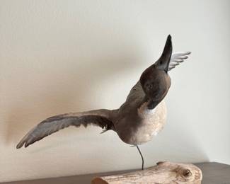 Taxidermy Duck