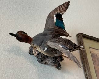 Taxidermy Duck