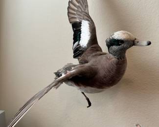 Taxidermy Duck