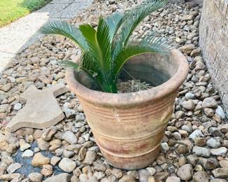 Lots of Potted Plants 