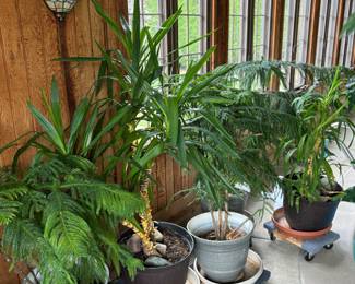 Nice selection of matured plants