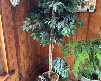 Ficus tree