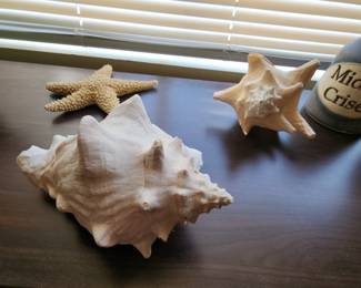 Large Marine Caribbean Ocean Seashell Decor