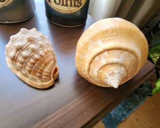 Hermit Crab Shells