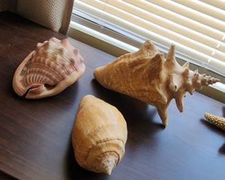 Shells