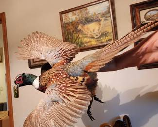Stuffed pheasant 