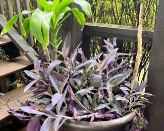 Live potted outdoor plants