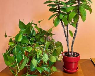 2 Live Plants -- Very Healthy!
Lot #: 205