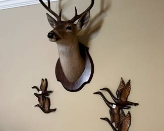 #244	Taxidermy Deer head	 $75.00 
