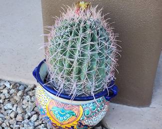 Talavera Planter  Mexican Pottery with Cactus