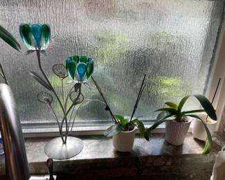 Several Live Orchid Plants