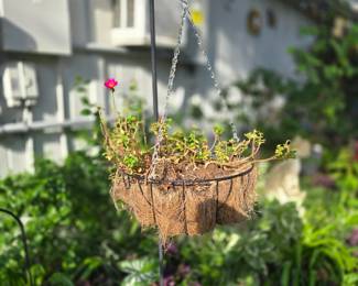 Hanging Plant