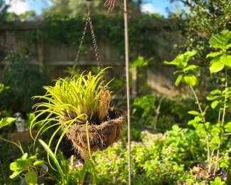 Hanging Plant
Fancy Shepherds Hook
