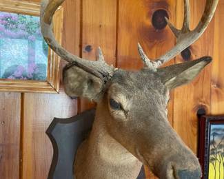 Deer Head Mount