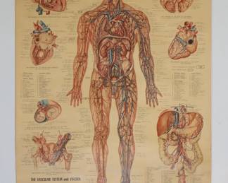 Poster of The Vascular System and Viscera by Anatomical Chart Co., Chicago
