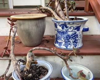 Ceramic planters & jade plants 