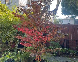 Japanese Viburnum tree 